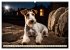 Drahthaar-Foxterrier (Wandkalender 2026... - Bild 15