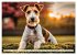 Drahthaar-Foxterrier (Wandkalender 2026... - Bild 3
