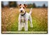 Drahthaar-Foxterrier (Wandkalender 2026... - Bild 4