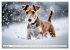 Drahthaar-Foxterrier (Wandkalender 2026... - Bild 7