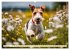Drahthaar-Foxterrier (Wandkalender 2026... - Bild 8