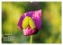 ZAUBERHAFTE MOHNBLÜTEN IN SCHARLACHROT... - Bild 2