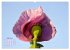 ZAUBERHAFTE MOHNBLÜTEN IN SCHARLACHROT... - Bild 12