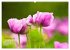 ZAUBERHAFTE MOHNBLÜTEN IN SCHARLACHROT... - Bild 14