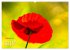 ZAUBERHAFTE MOHNBLÜTEN IN SCHARLACHROT... - Bild 7