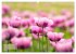 ZAUBERHAFTE MOHNBLÜTEN IN SCHARLACHROT... - Bild 8