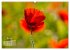 ZAUBERHAFTE MOHNBLÜTEN IN SCHARLACHROT... - Bild 10