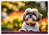 Shih Tzu - der wuschelige Hund aus... - Bild 2