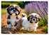 Shih Tzu - der wuschelige Hund aus... - Bild 11