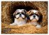 Shih Tzu - der wuschelige Hund aus... - Bild 12