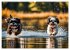 Shih Tzu - der wuschelige Hund aus... - Bild 13