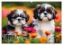 Shih Tzu - der wuschelige Hund aus... - Bild 14