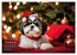 Shih Tzu - der wuschelige Hund aus... - Bild 4