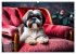 Shih Tzu - der wuschelige Hund aus... - Bild 6