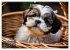 Shih Tzu - der wuschelige Hund aus... - Bild 8