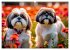 Shih Tzu - der wuschelige Hund aus... - Bild 9