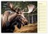 Wer rennt am schnellsten? (Wandkalender... - Bild 12