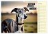 Wer rennt am schnellsten? (Wandkalender... - Bild 13