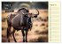 Wer rennt am schnellsten? (Wandkalender... - Bild 14