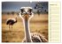Wer rennt am schnellsten? (Wandkalender... - Bild 3