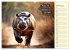 Wer rennt am schnellsten? (Wandkalender... - Bild 7