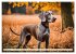 Weimaraner - der ideale Jagdbegleiter... - Bild 2