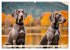 Weimaraner - der ideale Jagdbegleiter... - Bild 11