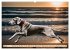 Weimaraner - der ideale Jagdbegleiter... - Bild 12