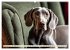 Weimaraner - der ideale Jagdbegleiter... - Bild 3