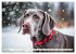Weimaraner - der ideale Jagdbegleiter... - Bild 6