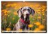 Weimaraner - der ideale Jagdbegleiter... - Bild 9