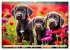 Weimaraner - der ideale Jagdbegleiter... - Bild 10