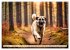 Kangal - der starke Herdenschutzhund... - Bild 2