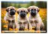 Kangal - der starke Herdenschutzhund... - Bild 11