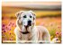 Kangal - der starke Herdenschutzhund... - Bild 12
