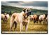 Kangal - der starke Herdenschutzhund... - Bild 13