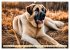 Kangal - der starke Herdenschutzhund... - Bild 14