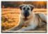 Kangal - der starke Herdenschutzhund... - Bild 3