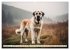 Kangal - der starke Herdenschutzhund... - Bild 4