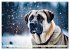 Kangal - der starke Herdenschutzhund... - Bild 6