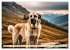 Kangal - der starke Herdenschutzhund... - Bild 7