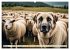 Kangal - der starke Herdenschutzhund... - Bild 8