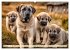 Kangal - der starke Herdenschutzhund... - Bild 9