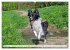 Border Collie - Das Universalgenie... - Bild 2