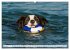 Border Collie - Das Universalgenie... - Bild 11