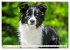 Border Collie - Das Universalgenie... - Bild 12