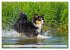 Border Collie - Das Universalgenie... - Bild 14