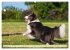 Border Collie - Das Universalgenie... - Bild 3