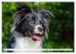 Border Collie - Das Universalgenie... - Bild 6