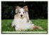 Border Collie - Das Universalgenie... - Bild 7